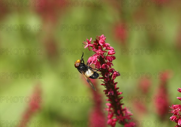 Pellucid fly (Volucella pellucens), on candle knotweed (Polygonum amplexicaule) North
