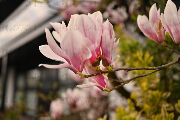 Iserlohn. Thanks to the climate change, early spring has come earlier than usual. The flowering