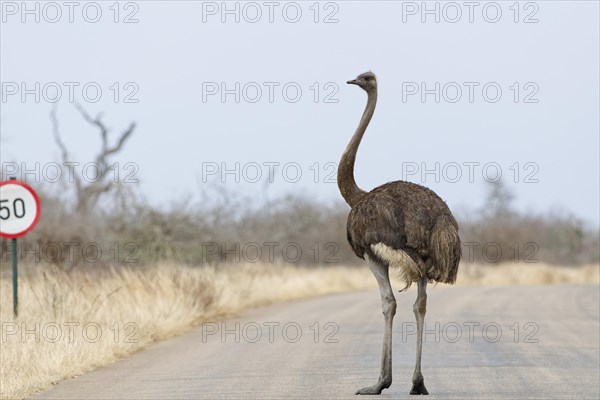 South African ostrich (Struthio camelus australis), adult female standing on the tarred road, next