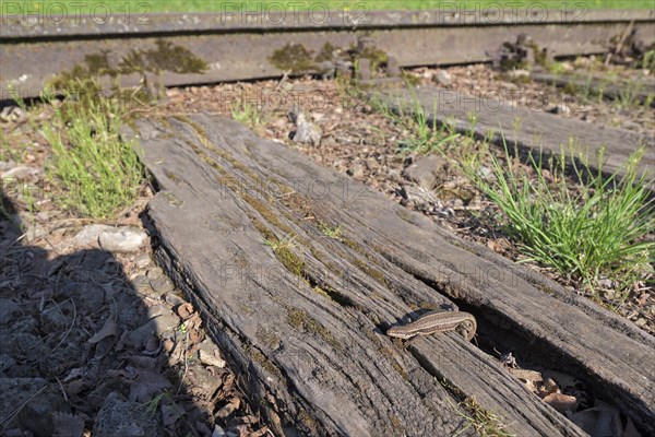 Common wall lizard (Podarcis muralis), adult female, sunbathing in an old railway track,