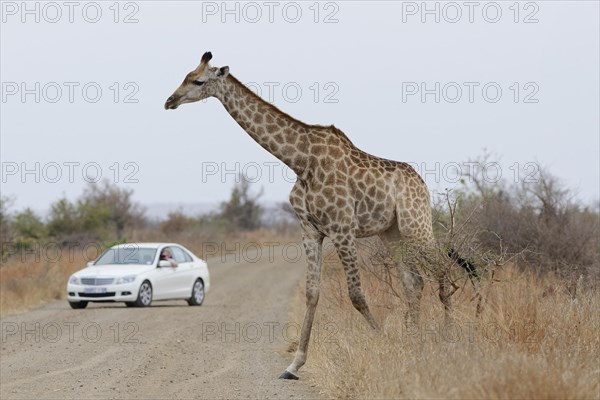 South African giraffe (Giraffa camelopardalis giraffa), adult female crossing the dirt road, in