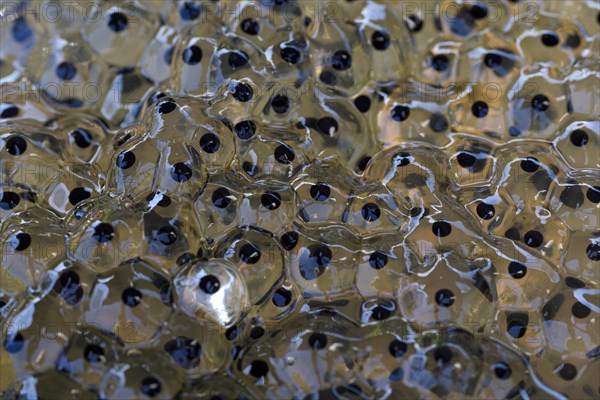 Common frog (Rana temporaria), spawning bales, frog spawn, Oberhausen, Ruhr area, North