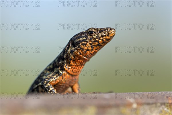 Common wall lizard (Podarcis muralis), adult male, in mating dress, sitting on a rail, in an old