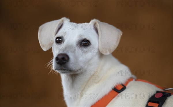 Domestic dog (Canis lupus familiaris), light coat, female, young, animal welfare dog, standing and