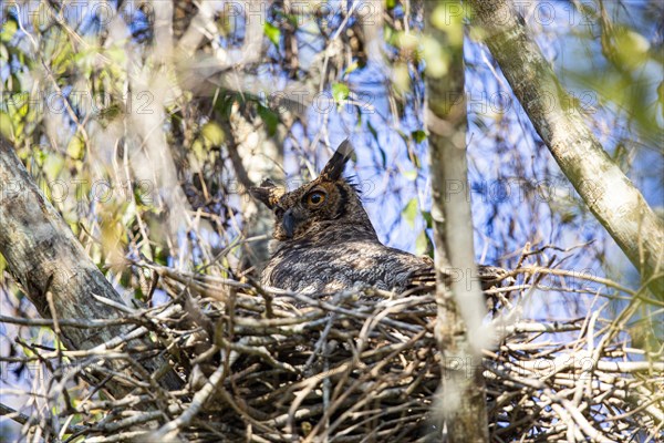 Virginia eagle owl (Bubo virginianus) Pantanal Brazil