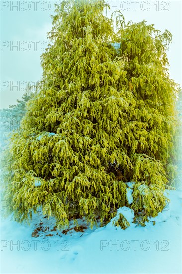 Winter landscape of vibrant lurch evergreen tree in a snow covered public park in Daejeon, South