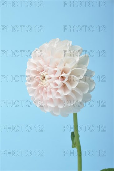 Dahlia pompom on blue background