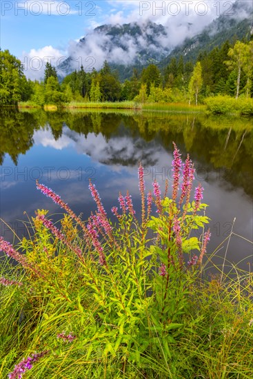 Purple loosestrife (Lythrum salicaria), moorland pond, near Oberstdorf, Oberallgaeu, Allgaeu.