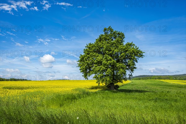 Single tree at the edge of a field, right between a flowering rape field and a meadow, in West
