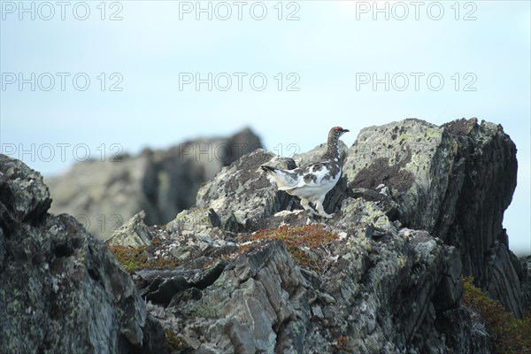 Rock ptarmigan (Lagopus muta) Male changes from white winter dress to summer dress, Lapland,