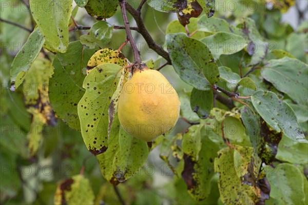Fruit tree, quince (Cydonia oblonga), branch with a ripe fruit and raindrops, Moselle,