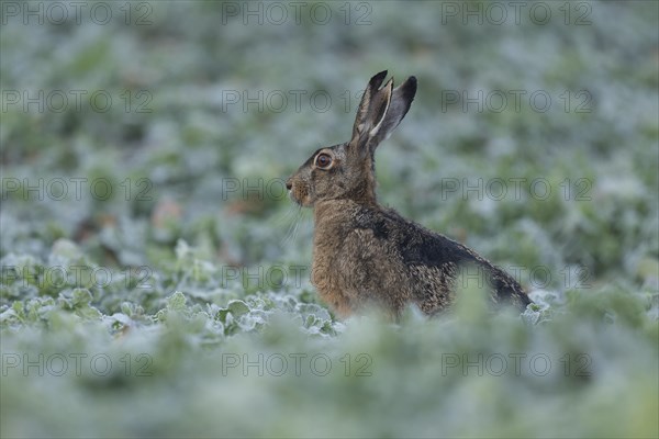 European hare (Lepus europaeus) with slit in ear sitting in a field, wildlife, Thuringia, Germany,