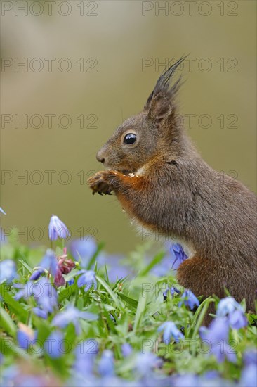 Portrait of a dark eurasian red squirrel (Sciurus vulgaris) on a bluestar meadow, Hesse, Germany,