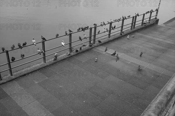 Doves (Columbidae) at the Inner Alster Lake, black and white, Hanseatic City of Hamburg, Hamburg,