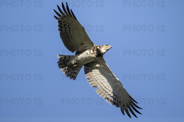 Black-chested snake eagle (Circaetus pectoralis), Mziki Private Game Reserve, North West Province,