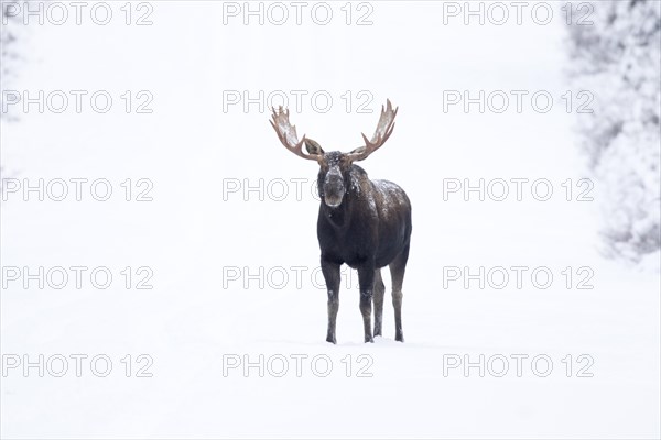 Moose. Alces alces. Bull moose standing on a snow-covered raod and watching. Gaspesie conservation