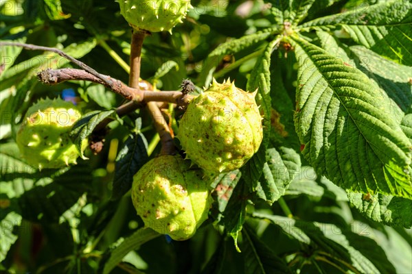 Horse chestnut (Aesculus hippocastanum L.), fruit in prickly husk, Rhoen, Bavarian Rhoen, Rhoen,