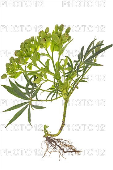 Palm-leaf hellebore (Helleborus foetidus) with roots on a white background, Bavaria, Germany,