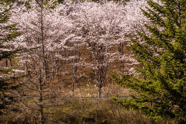 Stand of young cherry blossom trees in forest behind wire fence on sunny day in Daejeon, South
