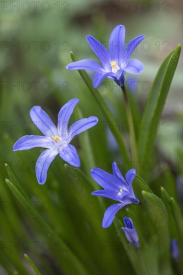 Snow pride (Chionodoxa luciliae), Emsland, Lower Saxony, Germany, Europe