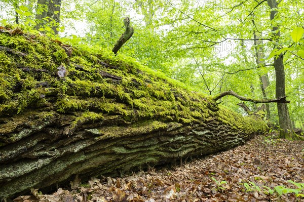 Near-natural deciduous forest, moss-covered deadwood, in spring, Barnbruch Forest nature reserve,