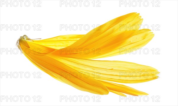 A petal-shaped brush stroke in soft yellow, resembling a chamomile petal. Yellow petal on a white
