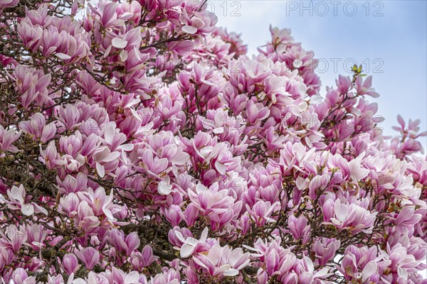 Tree with magnolia blossoms, magnolia (Magnolia), magnolia x soulangeana (Magnolia xsoulangeana),
