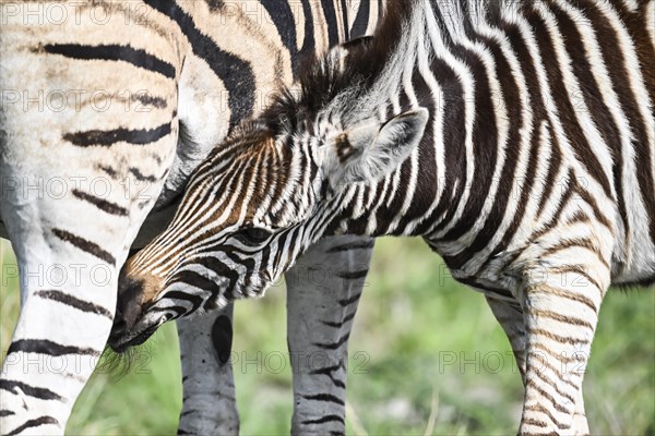 Plains zebra (Equus quagga) foal suckling, Madikwe Game Reserve, North West Province, South Africa,