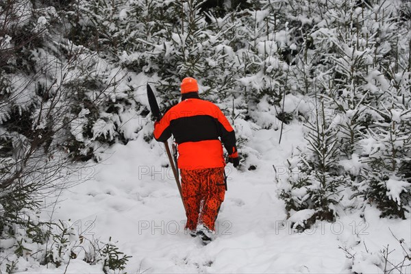 Wild boar hunt, hunting assistant, so-called beater, in safety clothing and armed with a spear,