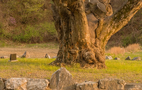 Large tree in rural farming community. Tree is 630 years old, 25 meters tall and with girth of 7.5