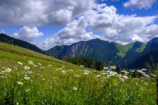 Am Stuempfling, Spitzingsee area, Bavarian local mountains, Alps, Upper Bavaria, Bavaria, Germany,