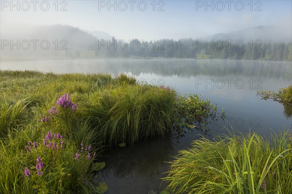 Sunrise and morning fog, Geroldsee or Wagenbruechsee, Kruen near Mittenwald, Werdenfelser Land,