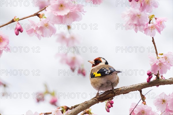 A european goldfinch (Carduelis carduelis) looks back while sitting on a cherry blossom branch,