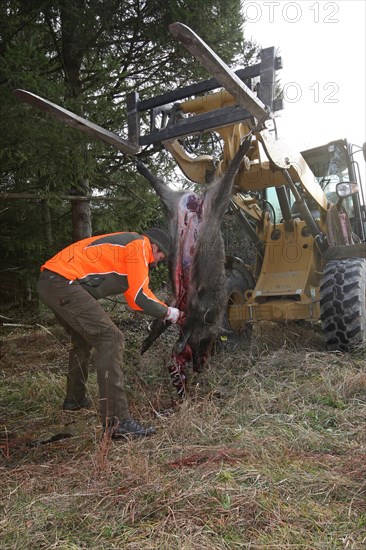 Wild boar hunting, hunter cuts up a wild boar (Sus scrofa) in the forest, Allgaeu, Bavaria,