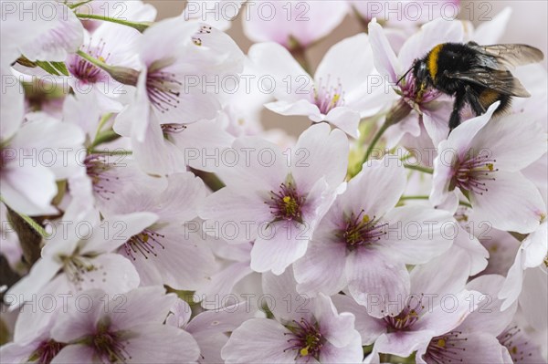 Japanese cherry (Prunus serrulata) with dark bumblebee (Bombus terrestris), Emsland, Lower Saxony,