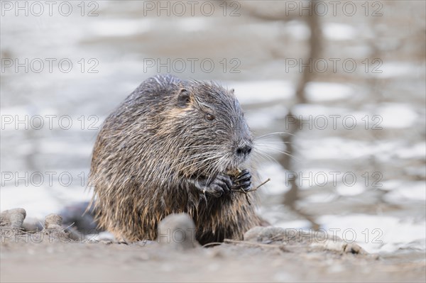 Nutria (Myocastor coypus), wet, holding something in its paws, feeding, profile view, background