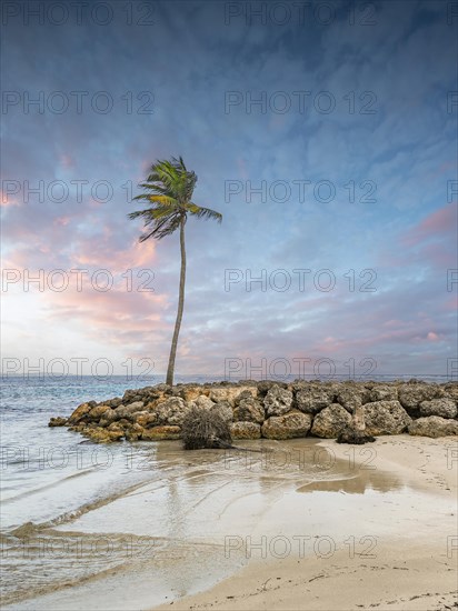 Caribbean dream beach with palm trees, white sandy beach and turquoise-coloured, crystal-clear