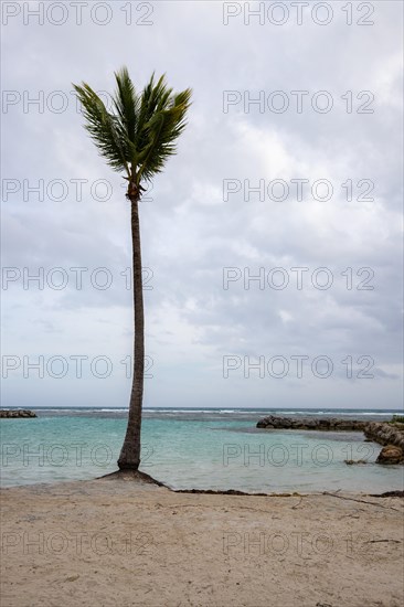 Caribbean dream beach with palm trees, white sandy beach and turquoise-coloured, crystal-clear
