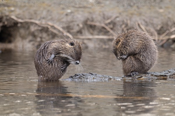 Two nutria (Myocastor coypus), wet, sitting and preening opposite each other, both bent over, one