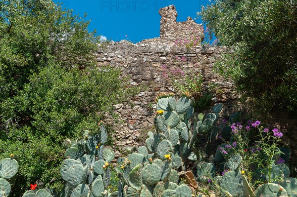 Disc cacti in front of the ruins of Grimaud Castle, Grimaud-Village, Var, Provence-Alpes-Cote