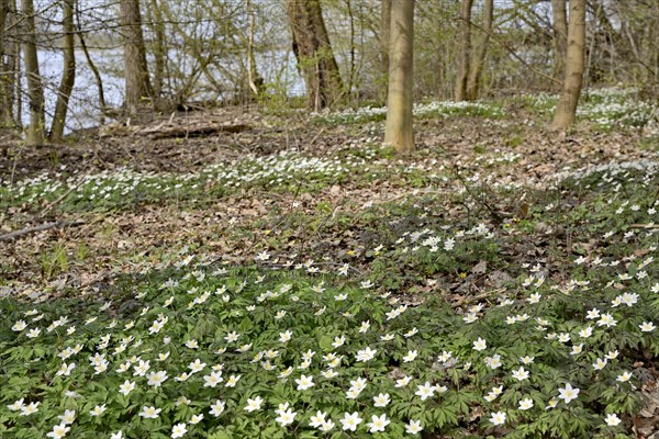 Wood anemone (Anemone nemorosa) blooming between deciduous trees at a lake, North Rhine-Westphalia,