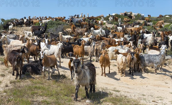 A large herd of goats on a path in natural surroundings, Kriaritsi, Sithonia, Halkidiki, Central