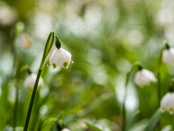Spring snowdrop (Leucojum vernum), March snowdrop, March bell, large snowdrop. Amaryllis family