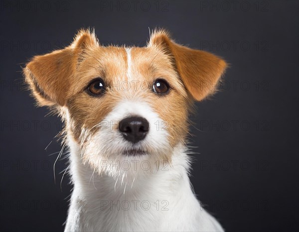 Dog, Jack Russell Terrier, portrait, head only, puppies, dark background, AI generated, AI