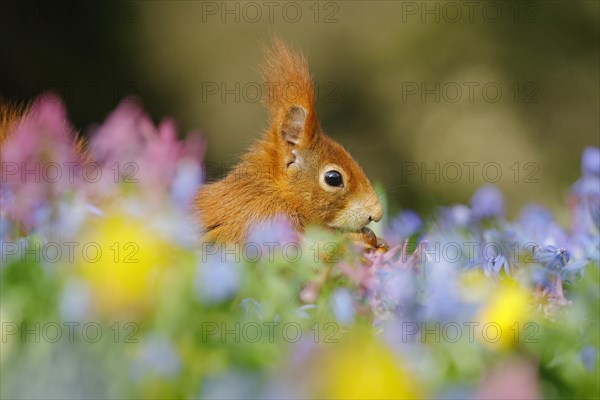 Portrait of eurasian red squirrel (Sciurus vulgaris) with hazelnut in a meadow with daffodils,