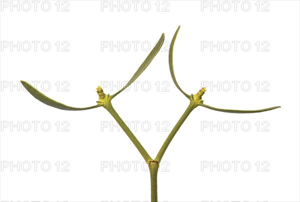 Female flowers of the pine mistletoe (Viscum laxum), a shoot hemiparasite, Valais, Switzerland,