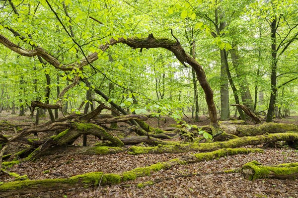 Near-natural deciduous forest, moss-covered deadwood, in spring, Barnbruch Forest nature reserve,