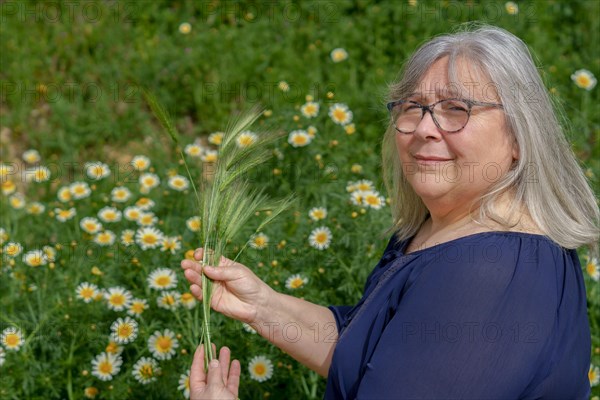 Older white-haired woman in field with ears of barley in her hands with a field of daisies in the