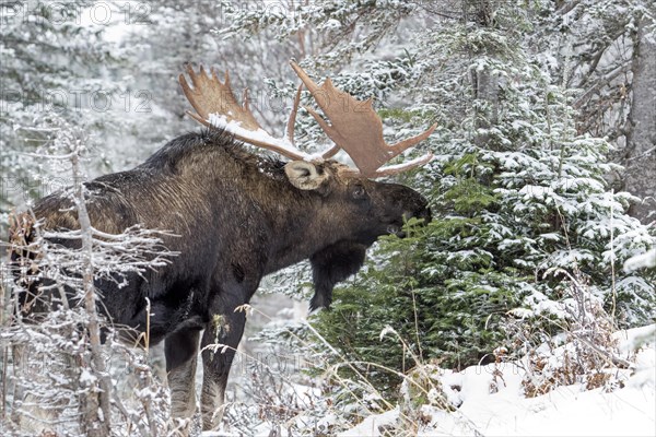 Moose. Alces alces. Bull moose feeding with white spruce in late fall, in a snow-covered forest.