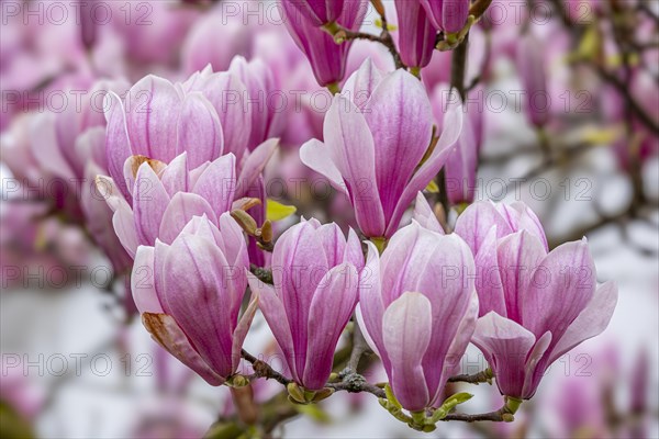 Blossoms of a magnolia (Magnolia), magnolia blossom, magnolia x soulangeana (Magnolia